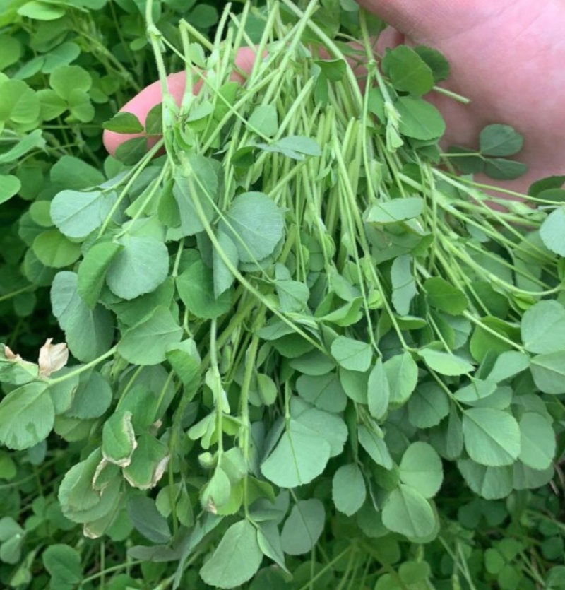 黄花草头金花菜种子上海大叶草头食用苜蓿野菜秋季播三叶草菜