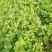 黄花草头金花菜种子上海大叶草头食用苜蓿野菜秋季播三叶草菜