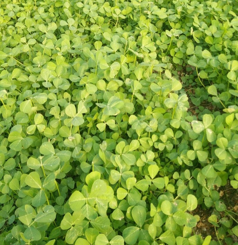 黄花草头金花菜种子上海大叶草头食用苜蓿野菜秋季播三叶草菜