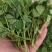 黄花草头金花菜种子上海大叶草头食用苜蓿野菜秋季播三叶草菜