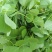 黄花草头金花菜种子上海大叶草头食用苜蓿野菜秋季播三叶草菜