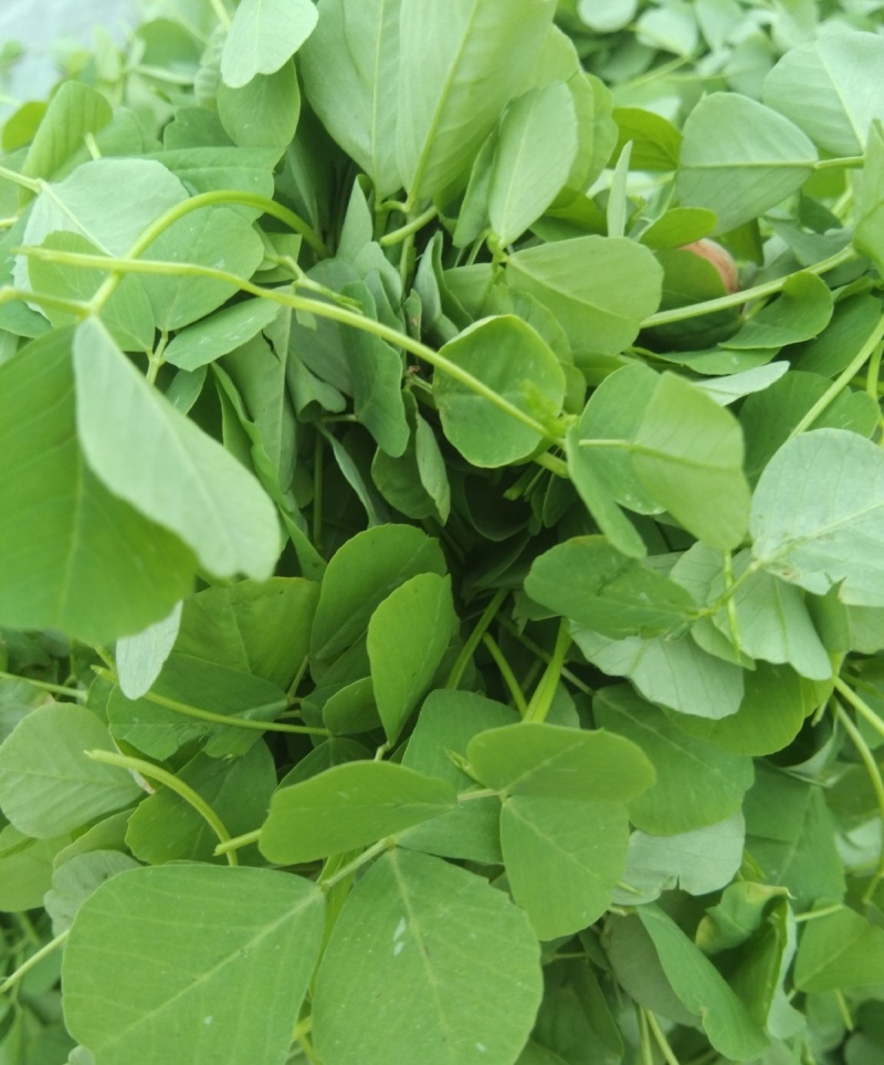 黄花草头金花菜种子上海大叶草头食用苜蓿野菜秋季播三叶草菜
