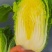 【每日推荐】贵州威宁黄心大白菜、精品系列，欢迎订购。