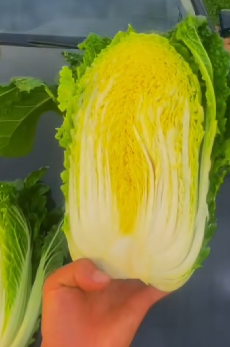 【每日推荐】贵州威宁黄心大白菜、精品系列，欢迎订购。