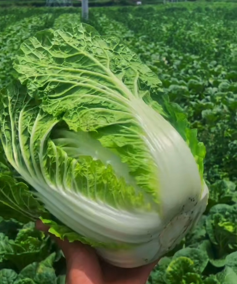 【每日推荐】贵州威宁黄心大白菜、精品系列，欢迎订购。