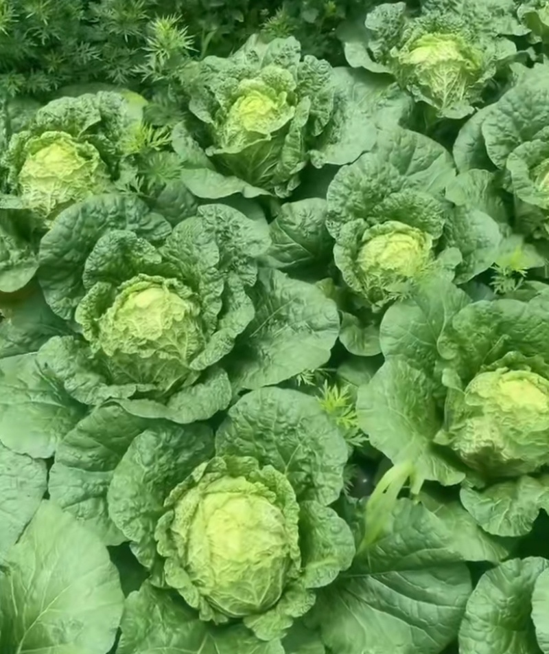 【每日推荐】贵州威宁黄心大白菜、精品系列，欢迎订购。
