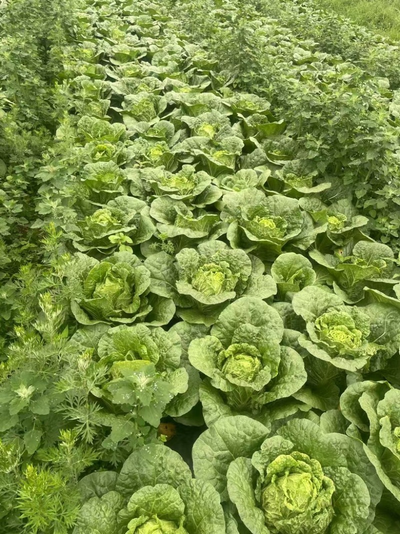 【每日推荐】贵州威宁黄心大白菜、精品系列，欢迎订购。
