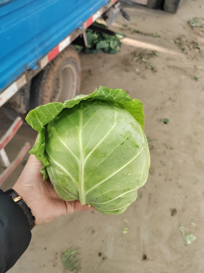 常年代收代发各种萱硬甘蓝，常年供应各种电商加工厂