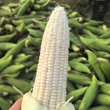 香甜糯玉米