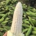 香甜糯玉米