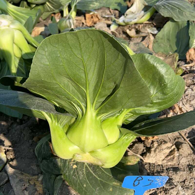 太湖青菜种子高产优质矮箕大头束腰苏州青种籽青梗菜四季蔬菜