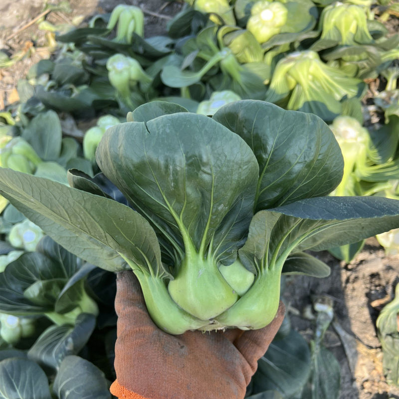 太湖青菜种子高产优质矮箕大头束腰苏州青种籽青梗菜四季蔬菜