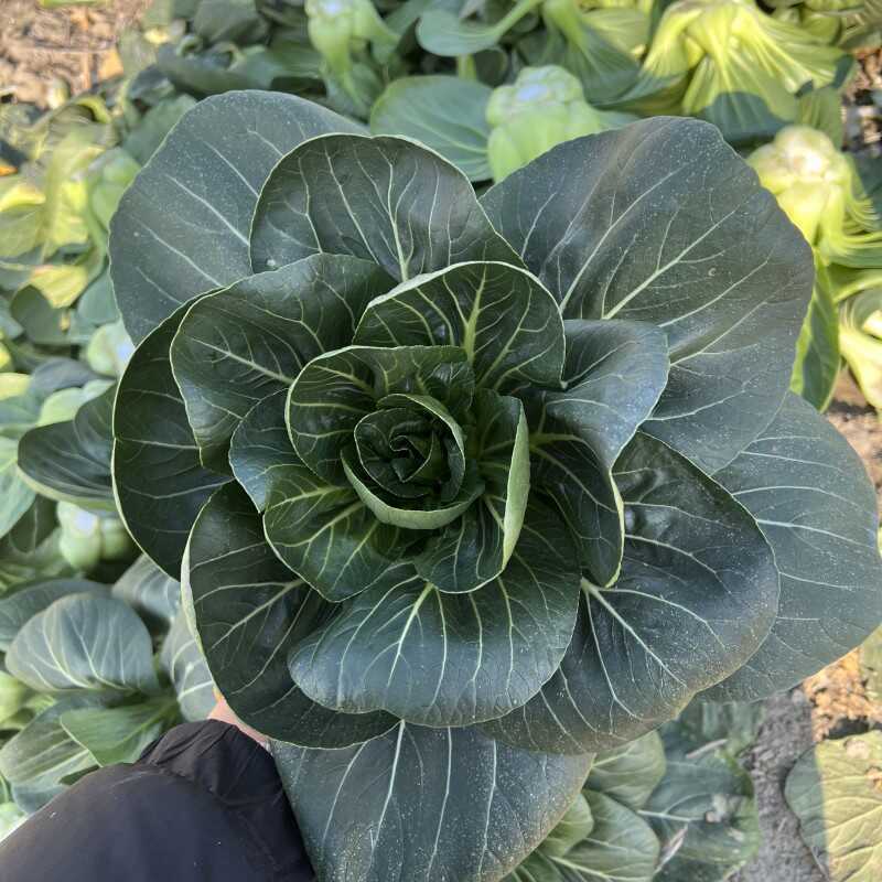 太湖青菜种子高产优质矮箕大头束腰苏州青种籽青梗菜四季蔬菜