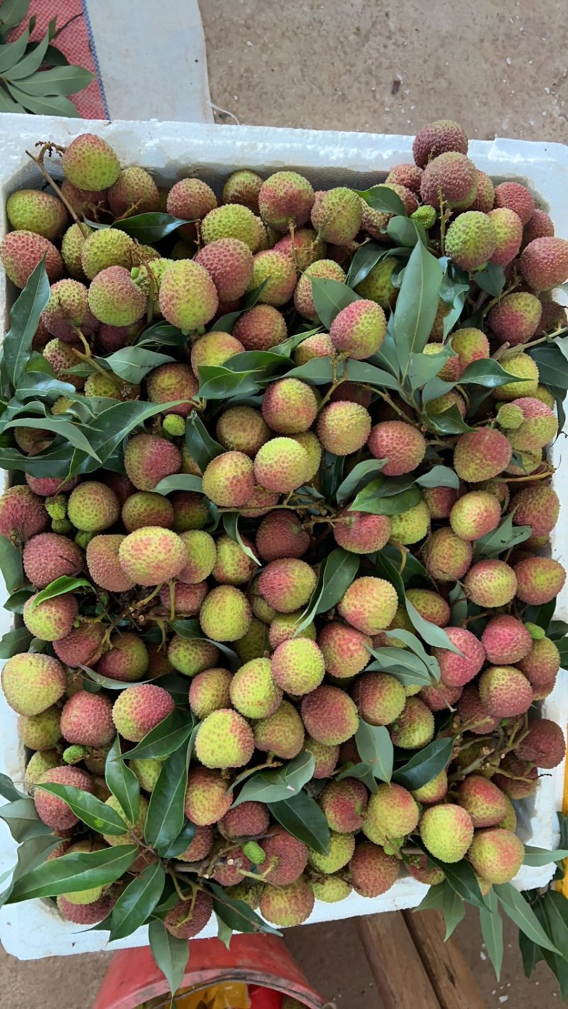 广西钦州浦北妃子笑靓果，产地代办