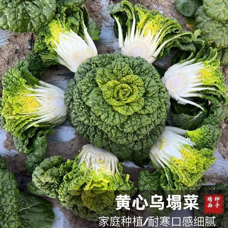 信研金乌藏娇乌塌菜种子半结球白菜黄心菜种籽矮脚乌秋播高产