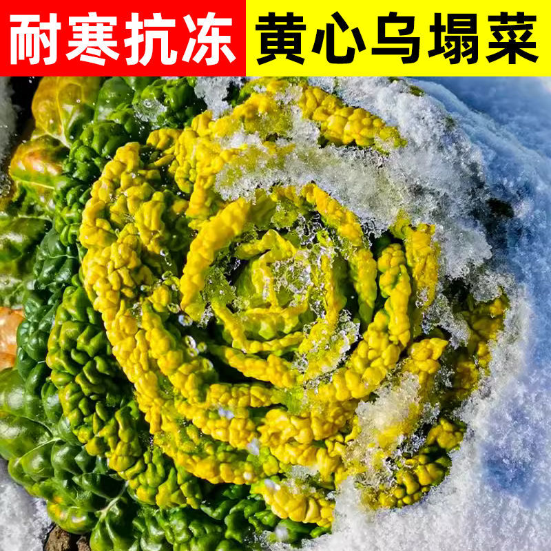 信研金乌藏娇乌塌菜种子半结球白菜黄心菜种籽矮脚乌秋播高产