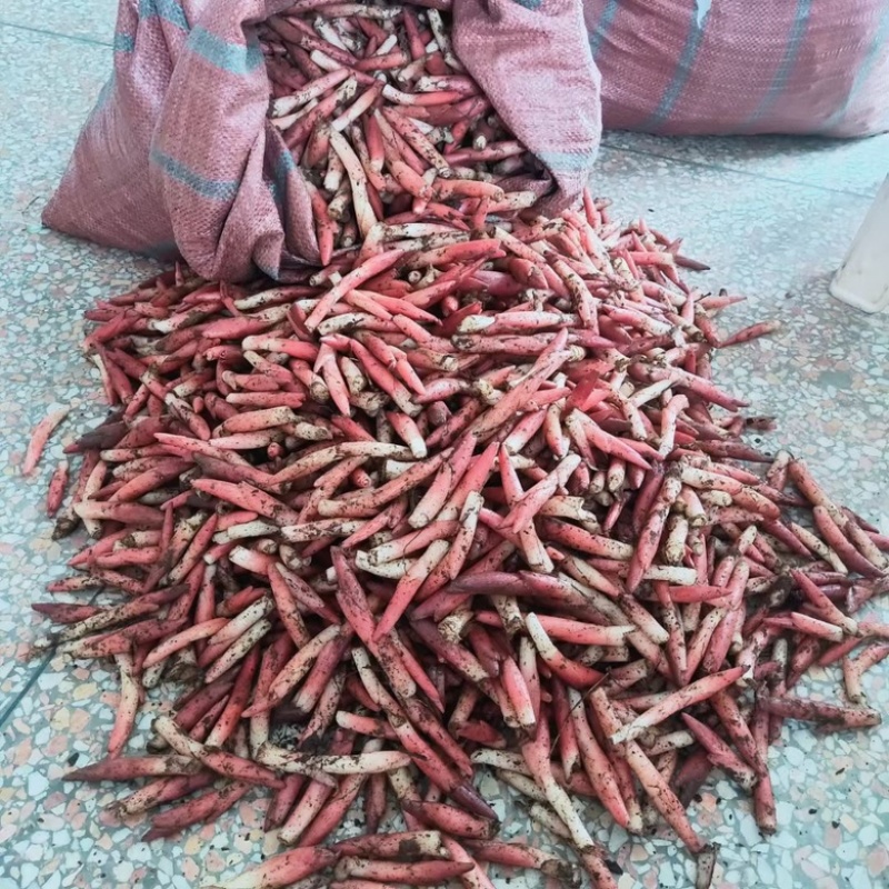 云南文山阳荷洋荷圆荷电商市场稳定供应