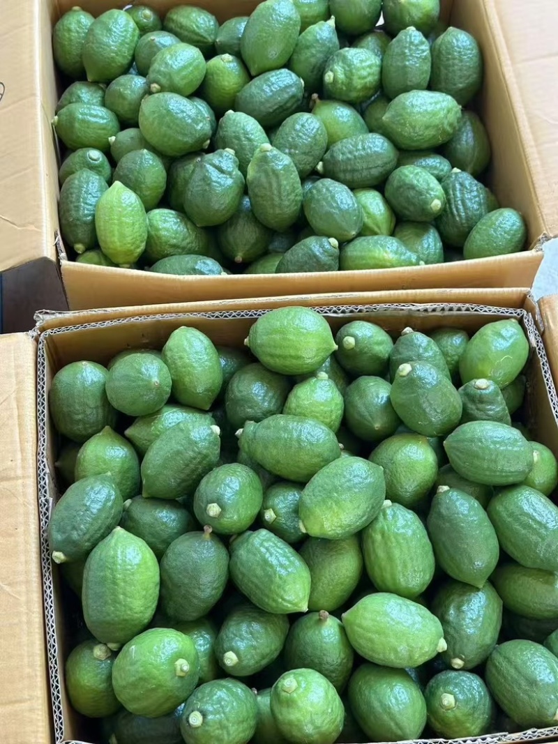 广东香水柠檬
