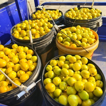 珍珠油杏，颜色青黄，口感脆甜，市场超市电商团购