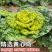 绿黄金种子杂交黄心乌菜种籽绿叶黄心乌塌菜矮棵菊花心耐寒