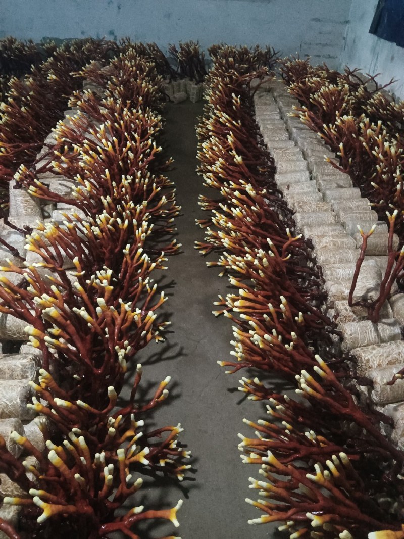 【推荐】种植六角灵芝/一手货源/视频看货/保质保量