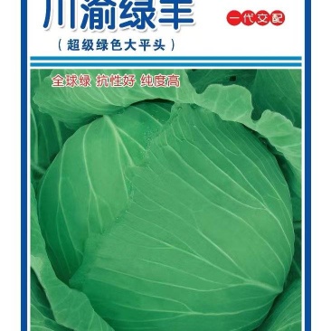 甘蓝种子川渝绿丰油绿大平头无腊粉春秋越冬产量高脆甜