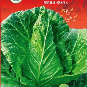 甘蓝种子高峰一号瘦尖牛心甘蓝外叶翠绿油亮春秋越冬