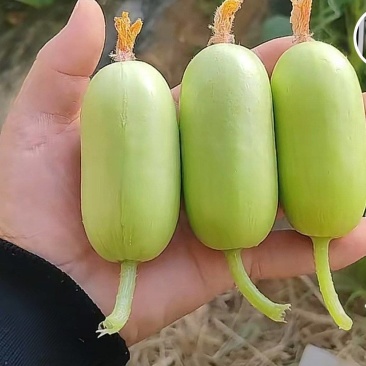 玉脆拇指水果黄瓜
