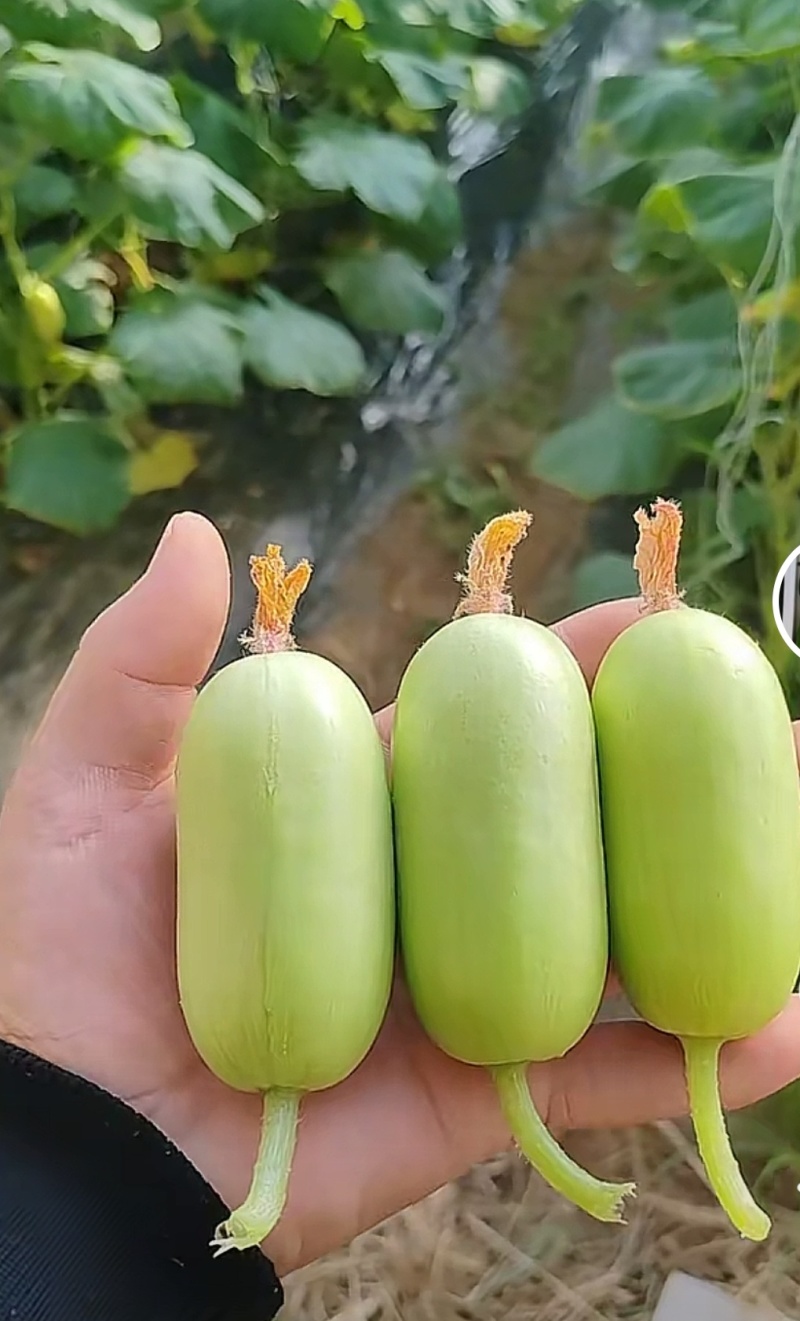 玉脆拇指水果黄瓜
