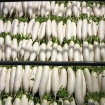 精品萝卜上市中