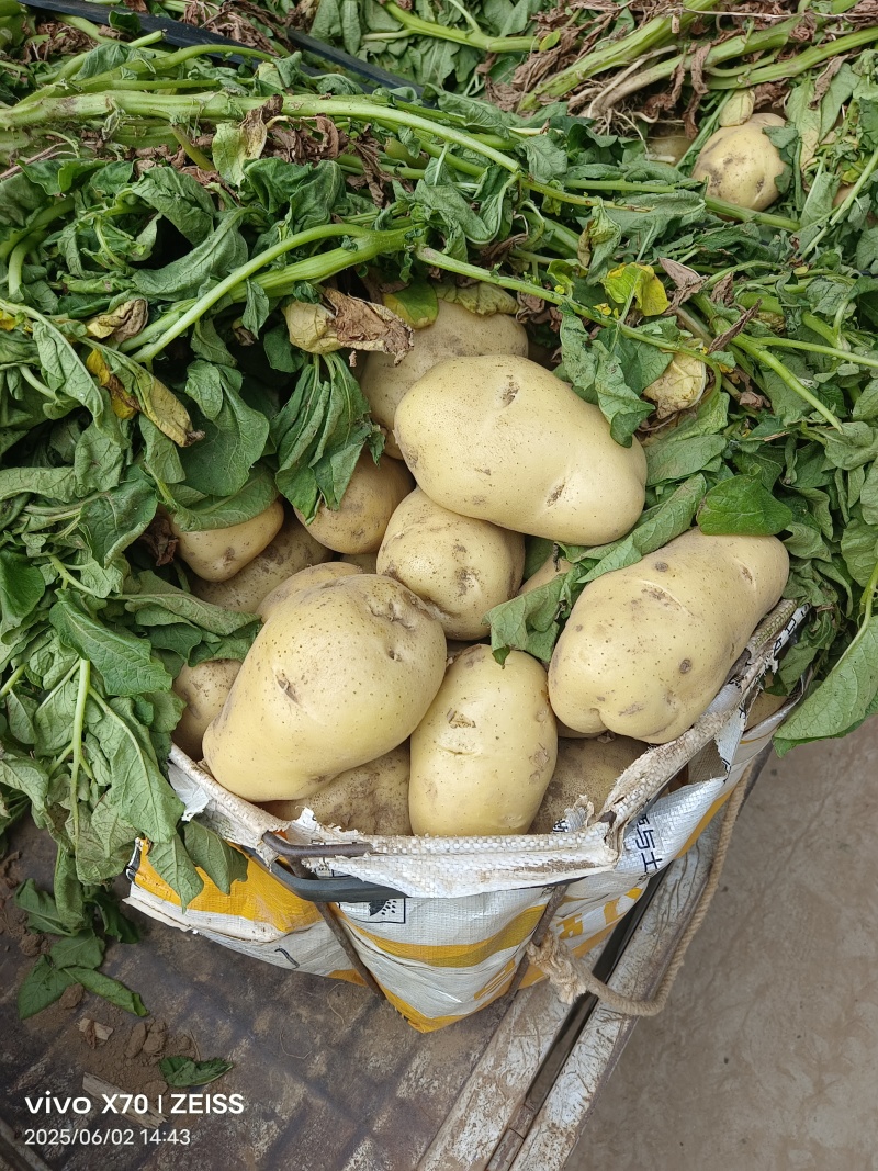 土豆荷兰十五土豆，大量有货，全国发货，量大价格从优