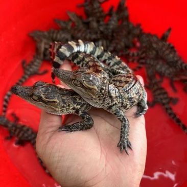 宠物鳄鱼