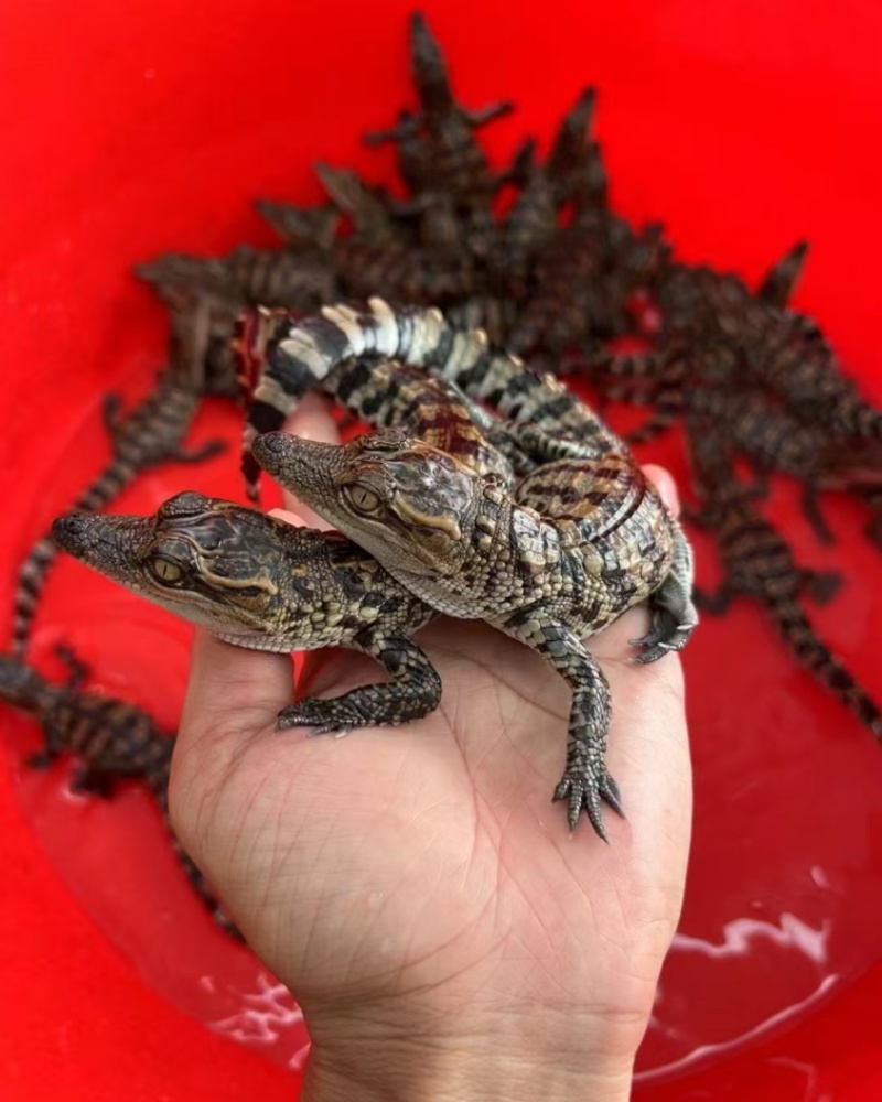 宠物鳄鱼