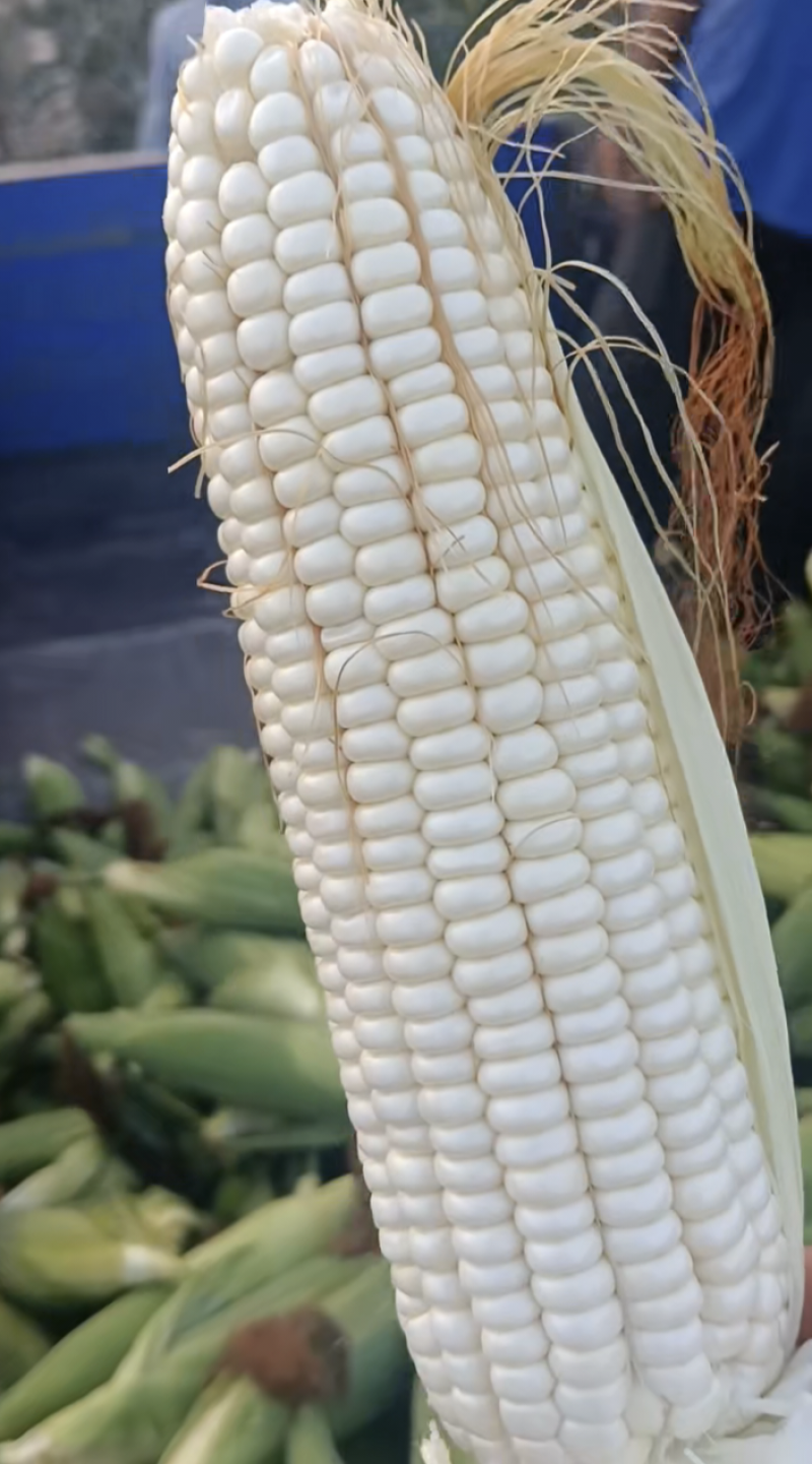 水果玉米白粘糯玉米