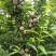 【吉胜李子】河北秦皇岛自家果园一手价格全国接单承接一件代发