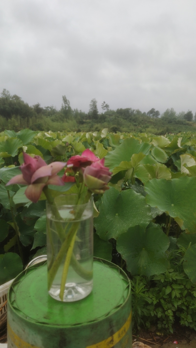 鲜切荷花
