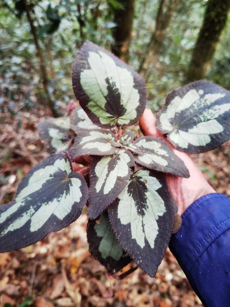 野牡丹盆景造景观赏锦香草