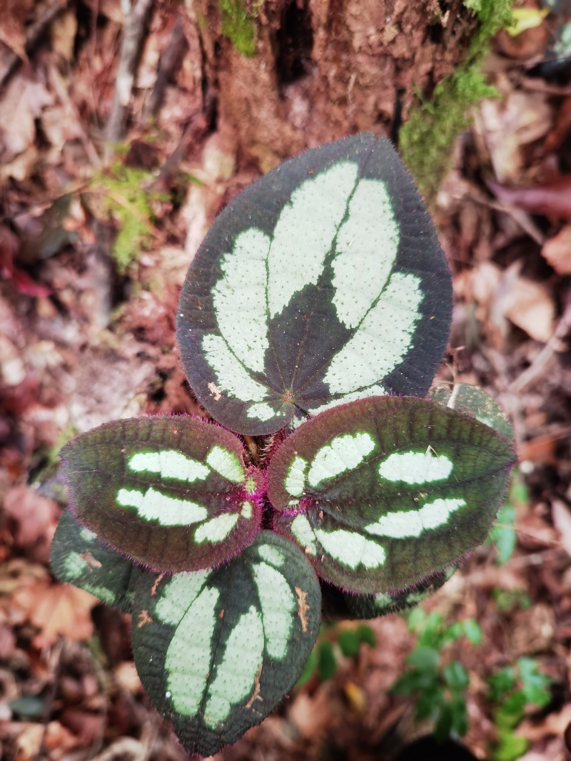 野牡丹盆景造景观赏锦香草