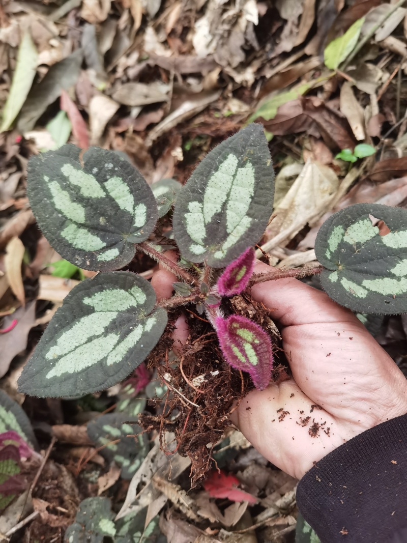 野牡丹盆景造景观赏锦香草