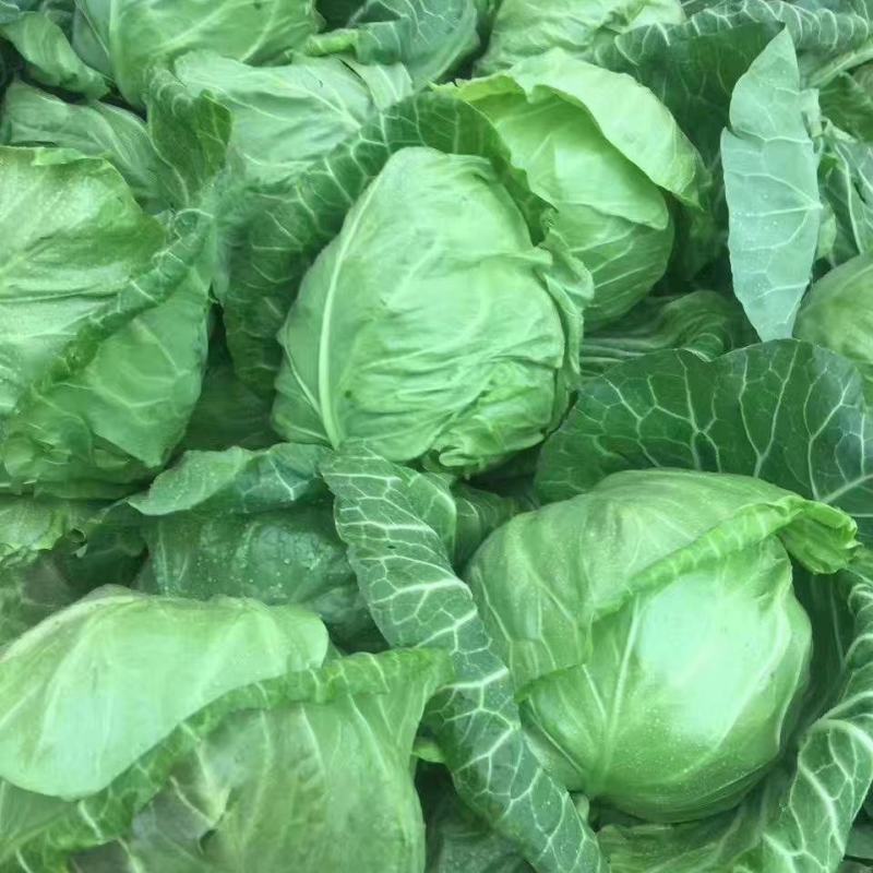 甘蓝