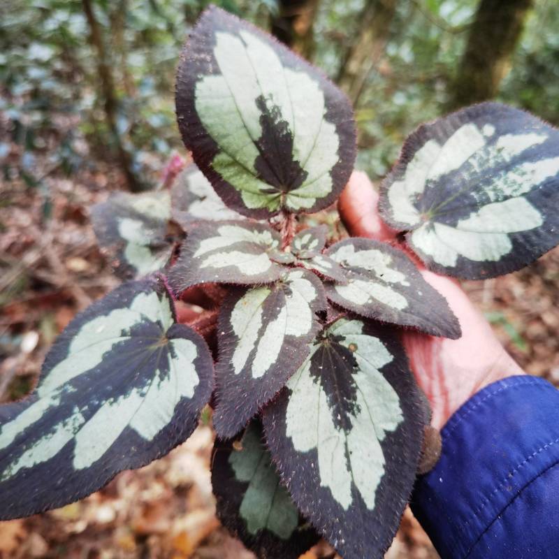 野牡丹盆景造景观赏锦香草