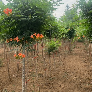 凌霄—山东基地直销，价格实惠，规格齐全，