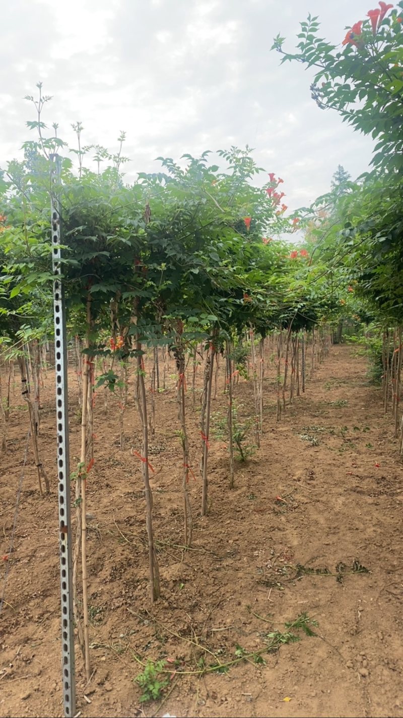 凌霄—山东基地直销，价格实惠，规格齐全，
