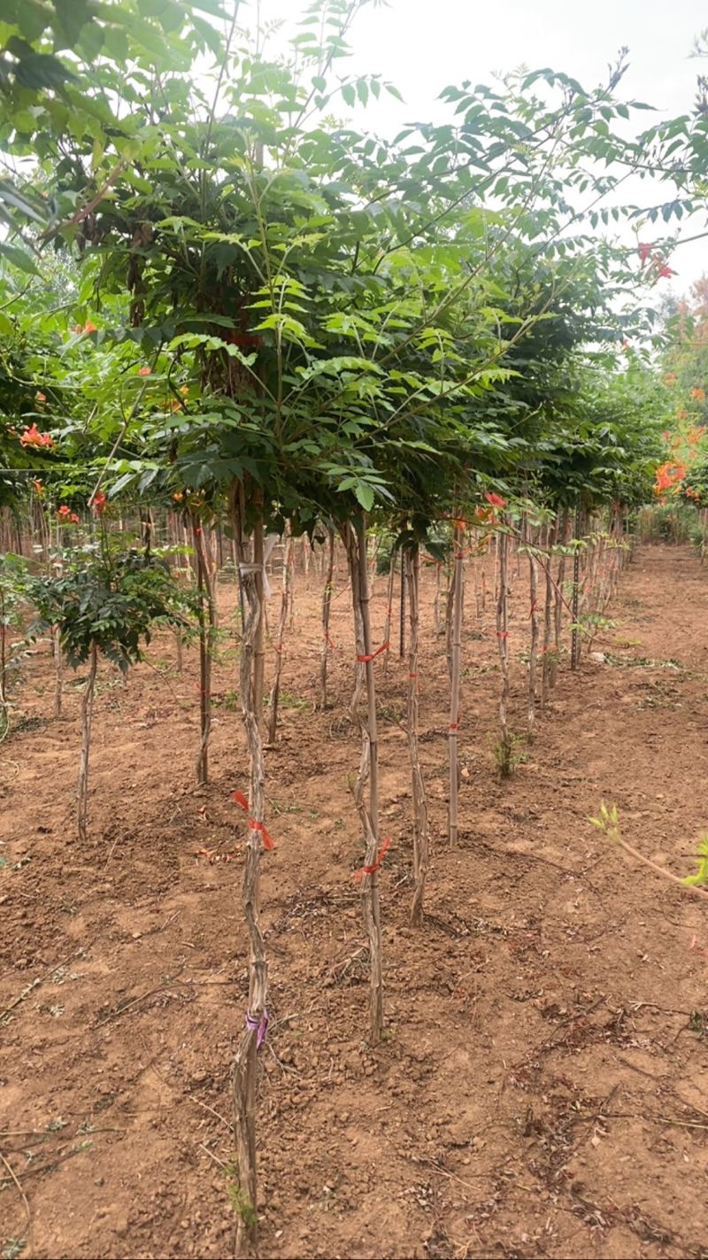 凌霄—山东基地直销，价格实惠，规格齐全，