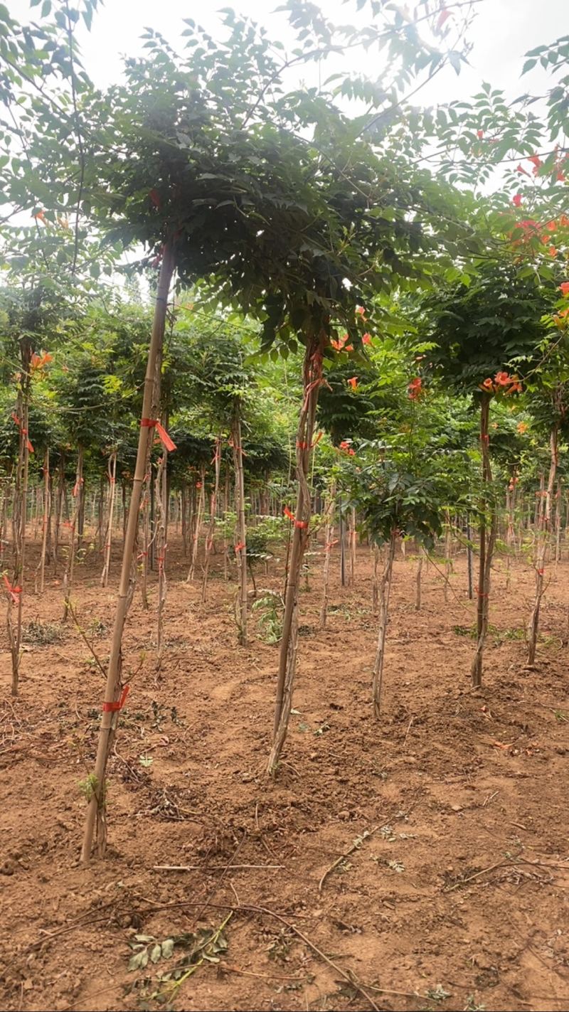 凌霄—山东基地直销，价格实惠，规格齐全，