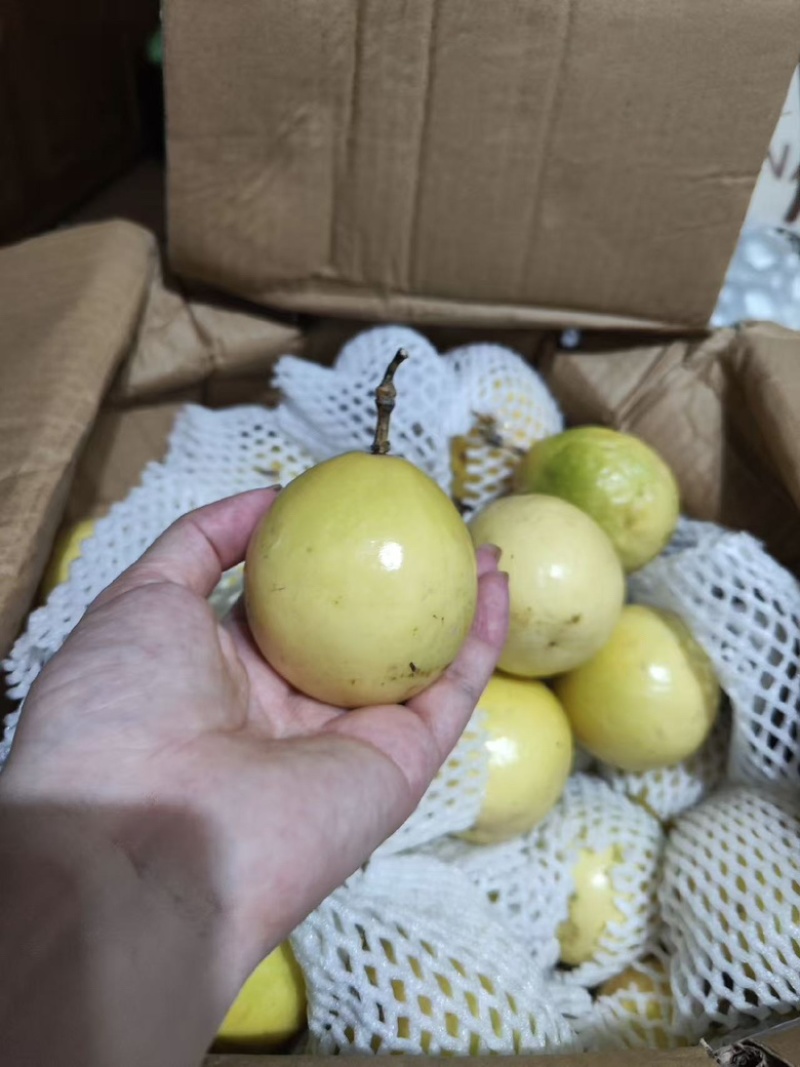 广西百香果对接电商，大量现货
