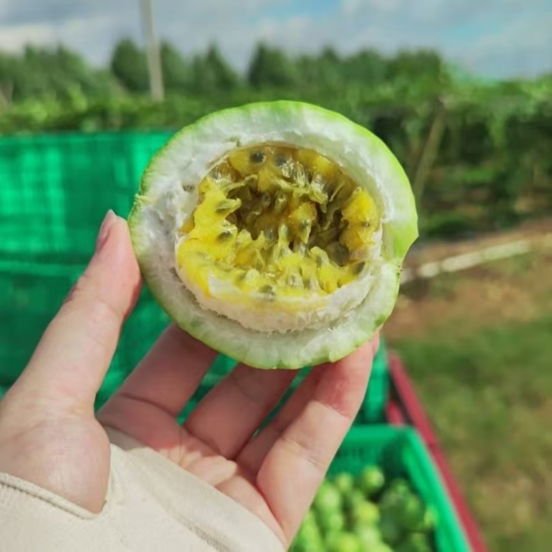 广西百香果对接电商，大量现货