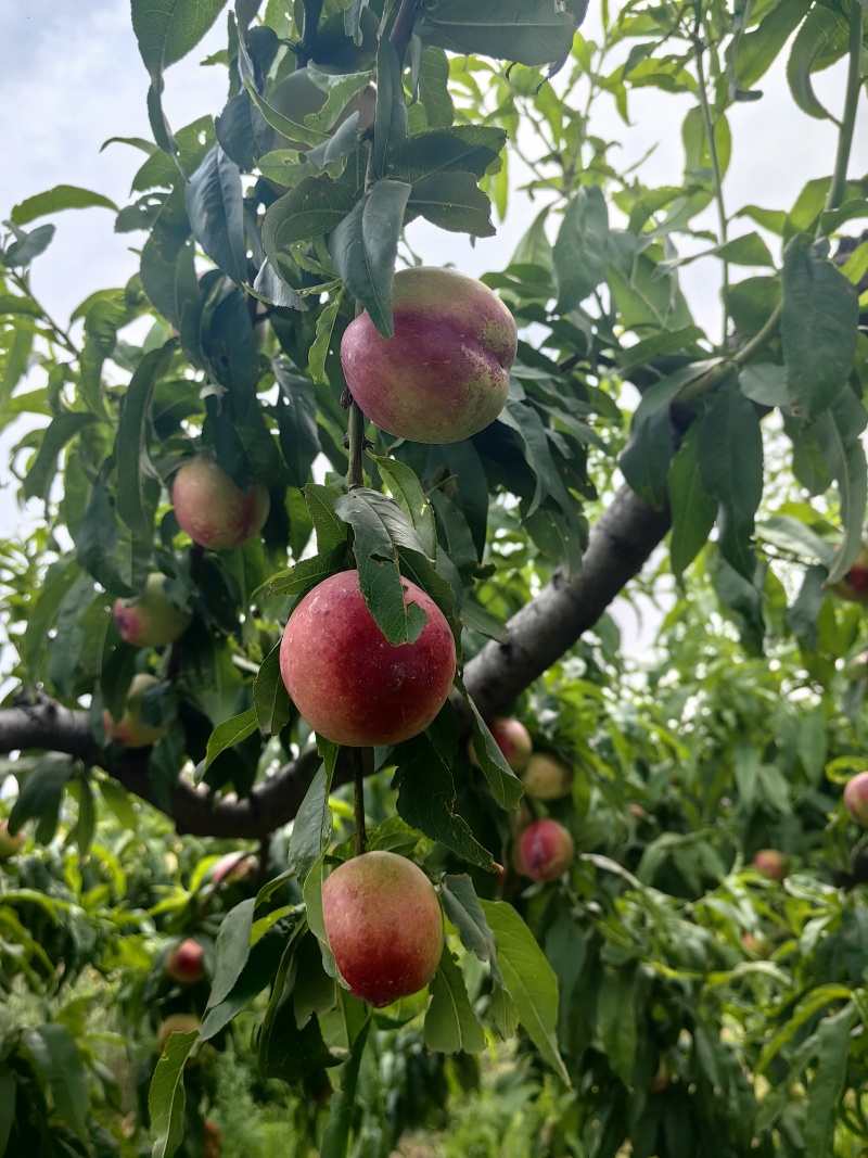红河