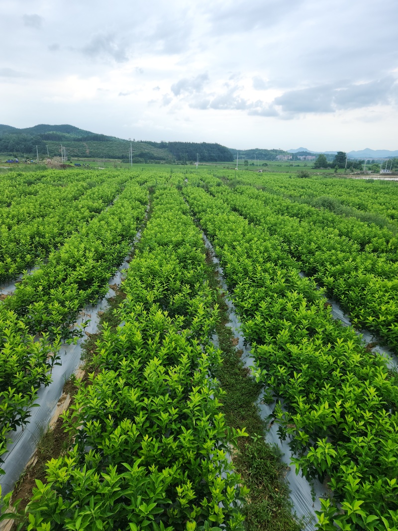 枳壳苗江西商州枳壳臭橙嫁接苗，高产良种自产自销四十万株