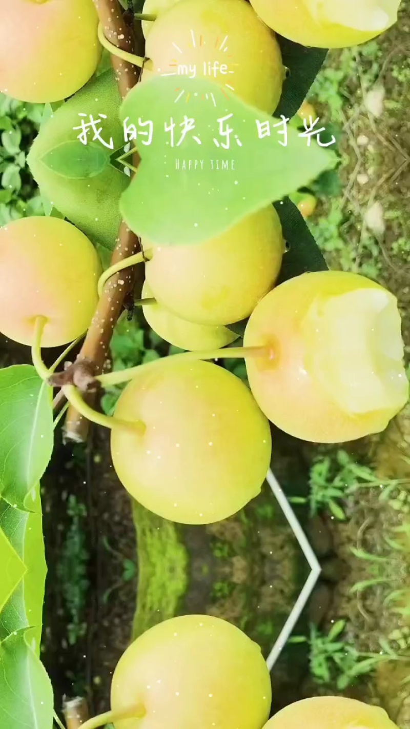 丁香梨太阳雪梨